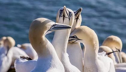 17173新游期待榜：《王者荣耀》迎十周年 IP全新作品公开